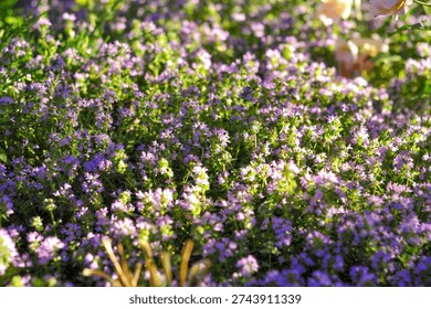 A dense carpet of tiny purple thyme flowers bathed in warm sunlight, creating a serene natural landscape