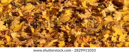 A dense carpet of yellow maple leaves covers grassy ground, creating a warm, textured autumn scene with sunlight highlighting crisp, fallen foliage and seasonal color changes ideal for backgrounds.
