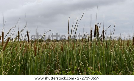 Dense cattail field under a cloudy sky. Tall green reeds sway gently, creating a natural, serene landscape. Brown seed heads add texture and depth to the scene.