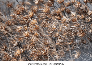 A dense close-up of dead or fire-scorched pine tree branches covered in dried brown and orange needles. The intricate tangle of charred twigs and withered foliage fills the entire frame, conveying drought stress or wildfire damage.