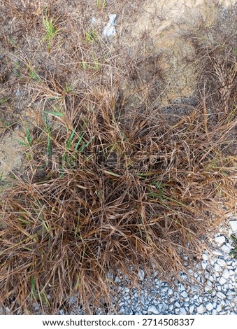 A dense clump of grass, featuring a mixture of dry, brown blades and new green shoots, grows in soil mixed with white pebbles. This vegetation, transition between dormant and active growth phases.  