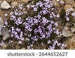 Dense clumps of delicate light purple and lilac flowers with dark centers. Growing among rocks, forming a vibrant carpet on the rugged mountain slope. Typical flora of Big Chimgan, Tashkent Region