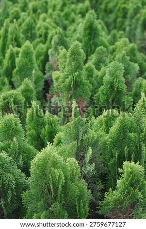 Dense Cluster of Evergreen Trees