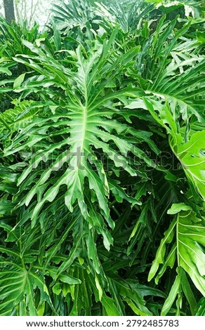 Dense cluster of large, deeply lobed, glossy green leaves of Philodendron selloum growing in a tropical outdoor garden. Exotic ornamental foliage plant widely used for landscaping, interior decoration, and creating lush green backgrounds. Close up view of vibrant healthy leaves under natural daylight.
