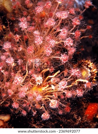 dense cluster of oaten pipe hydroids on reef wall