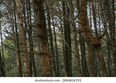 A dense cluster of pine trees standing in a natural woodland forest setting.