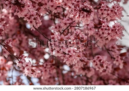 Dense cluster of pink cherry plum blossoms (Prunus cerasifera) on branches with dark purple leaves in spring.