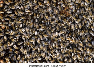 Dense Cluster Swarms Bees Nest Working Stock Photo (Edit Now) 1485674279