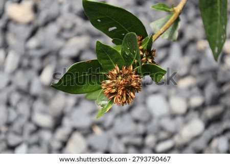 dense cluster unopened star-shaped red flower buds West Indian Jasmine (Ixora) (macro, close-up, rain-forest, tropical, exotic)