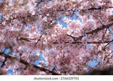 Dense clusters of delicate pink cherry blossoms (Sakura) blooming on tree branches under a bright, clear blue sky during the spring season.