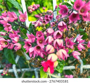 Dense clusters of flowers featuring a unique two tone appearance of Bleeding heart vine.