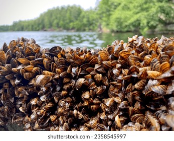 Dense Collection of Zebra Mussels