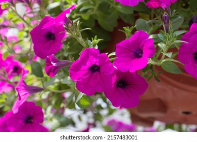 Dense colorful petunia outdoors，Petunia hybrida Vilm