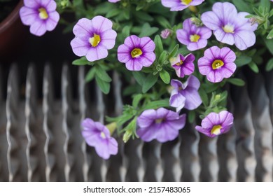 Dense colorful petunia outdoors，Petunia hybrida Vilm