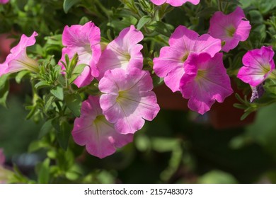 Dense colorful petunia petunia outdoors，Petunia hybrida Vilm