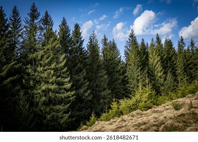 Dense coniferous forest in the Carpathians during summer with sunlit fir trees and a rich natural texture.