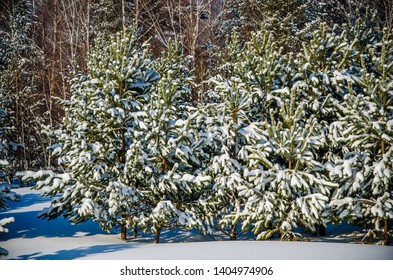 dense coniferous forest. a large pine Park. much snow