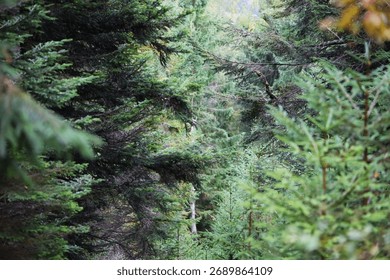 Dense coniferous forest with soft diffused light. Blue-green and gray hues create a calm mood and sense of depth.