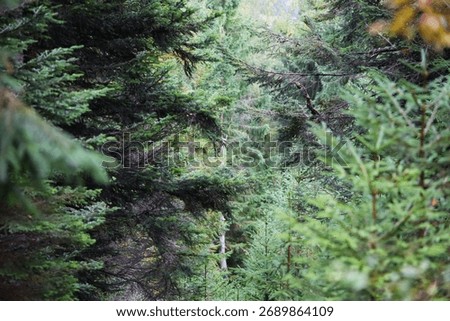 Dense coniferous forest with soft diffused light. Blue-green and gray hues create a calm mood and sense of depth.