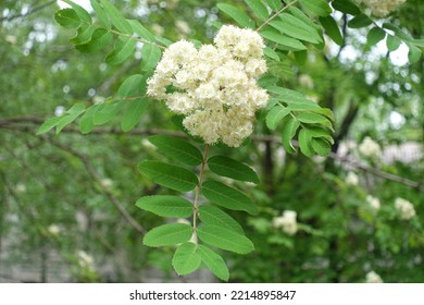 Dense Corymb Of White Flowers Of European Rowan Tree In May