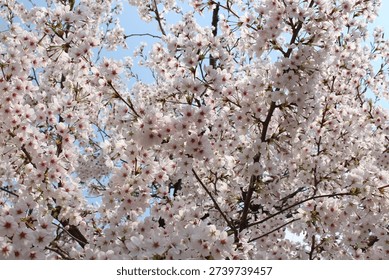 A dense coverage of cherry blossoms in full bloom filling the frame against a soft sky.