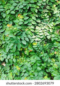 Dense coverage of creeping fig leaves (Ficus pumila) forms a textured green wall.