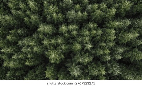Dense danish pine forest in fall