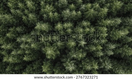 Dense danish pine forest in fall