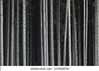 Dense Dark Forbidden Forest Of Fir Trees, Only Trunks Are Visible