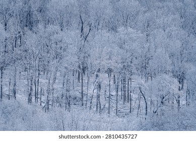 A dense deciduous forest is completely encapsulated by a thick layer of glistening snow and rime ice, creating a serene, blue-toned winter landscape.