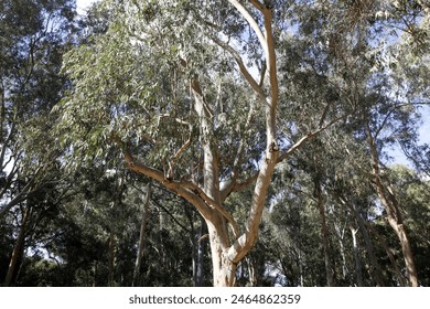 Dense eucalyptus forest in northern Israel. - Powered by Shutterstock