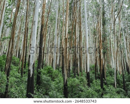 Dense Eucalyptus Forest Ootty India