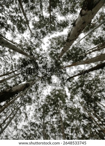 Dense Eucalyptus Forest Ootty India
