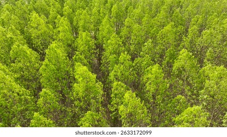 A dense eucalyptus grove, rows of vibrant green trees. The orderly arrangement highlights the commercial cultivation of this swift-growing, aromatic species.
