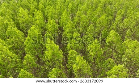 A dense eucalyptus grove, rows of vibrant green trees. The orderly arrangement highlights the commercial cultivation of this swift-growing, aromatic species.
