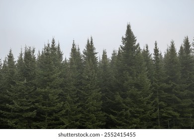 Dense Evergreen Forest Under a Cloudy Sky.