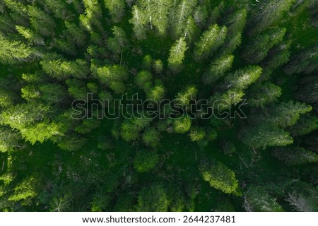 Dense evergreen trees form a vibrant green canopy, showcasing nature's beauty from an aerial perspective during a sunny summer day.
