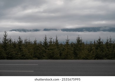 Dense evergreen trees stand beneath a dramatic sky covered in rolling clouds, with a road in the foreground. - Powered by Shutterstock