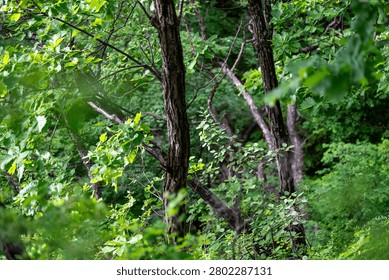 Dense Far Eastern taiga forest in Khabarovsk Krai, Russian Far East, with towering conifers and lush undergrowth.