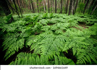 Dense fern thickets close-up. Beautiful nature background with many ferns in scenic forest. Rich greenery among trees. Chaotic wild ferns in forest thicket. Vivid green texture of lush fern leaves. - Shutterstock ID 1694661649