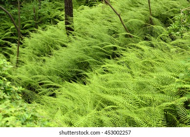 A Dense Fern Understory, Shizuoka, Japan