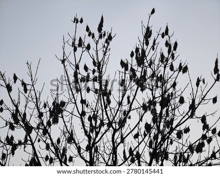 Dense flock perched on bare branches, twilight silhouette creates intricate pattern against pale sky, communal