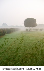 Dense fog with dew in the park in autumn