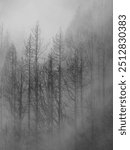 Dense fog envelops a forest of tall, bare pine trees, creating a mysterious and moody atmosphere. The mist adds depth and obscures the background