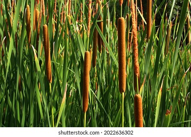 Dense foliage of Common Bulrush plant, also called common cattail, great reedmace or cumbungi, latin name Typha Latifolia, in summer afternoon sunshine.