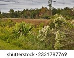 Dense foliage at the edge of a marsh with a treelined background on the Gulf Coast of Mississippi in Ocean Springs.