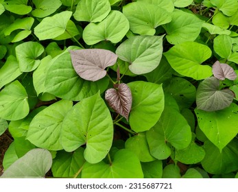 Dense Foliage of the Sweet Potato Plant (Ipomoea Batatas). A Perennial Vine Species of the Convolvulaceae Family. Natural Leaves Texture and Background. - Powered by Shutterstock