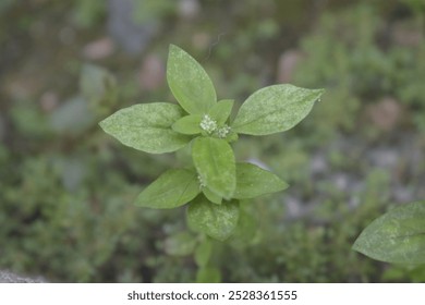 Dense foliage of wild plants in a forest, highlighting the rich biodiversity and the enchanting charm of untamed landscapes in natural light. - Powered by Shutterstock