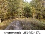 Dense forest against the sky. Beautiful landscape of trees and road in the forest