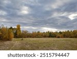 Dense forest against the sky and meadows. Beautiful landscape of a row of trees and blue sky background